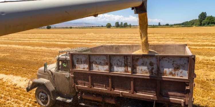 Produção de grãos na safra 2425 deve chegar a 336,1 milhões de toneladas com alta de 13%