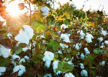Produtores iniciam colheita de algodão sob pressão de preços baixos, aponta Abrapa