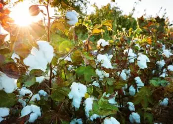 Produtores iniciam colheita de algodão sob pressão de preços baixos, aponta Abrapa