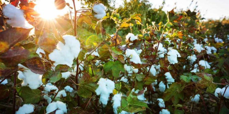 Produtores iniciam colheita de algodão sob pressão de preços baixos, aponta Abrapa