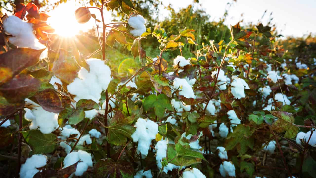 Produtores iniciam colheita de algodão sob pressão de preços baixos, aponta Abrapa