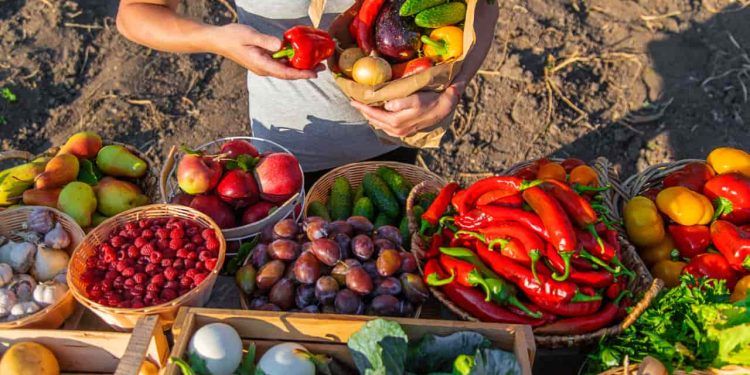 Programa de Aquisição de Alimentos divulga ranking final das propostas