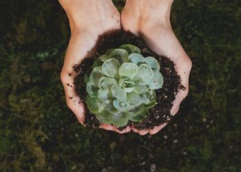 Programa é lançado para fomentar projetos sustentáveis na agropecuária