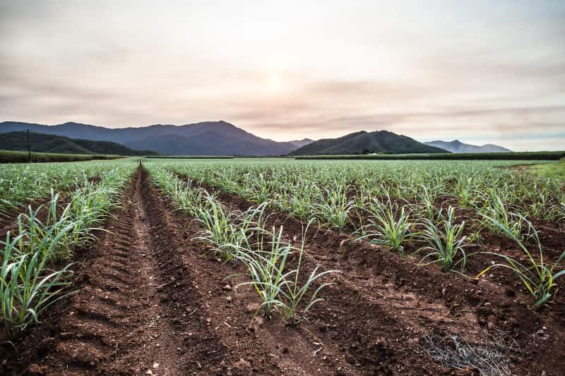 Selo do Sisbi impulsiona expansão de alimentos da agropecuária brasileira 3 SISBI