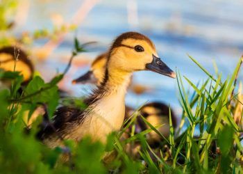 São Paulo confirma caso de influenza aviária em ave silvestre