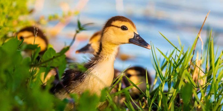 São Paulo confirma caso de influenza aviária em ave silvestre