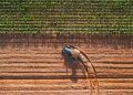 Selo do Sisbi impulsiona expansão de alimentos da agropecuária brasileira