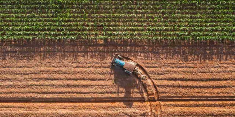 Selo do Sisbi impulsiona expansão de alimentos da agropecuária brasileira