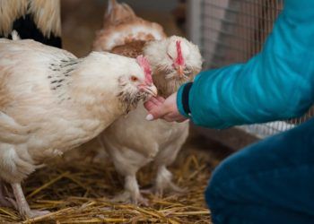 Surto de Influenza Aviária ativa plano de emergência zoossanitária em Goiás