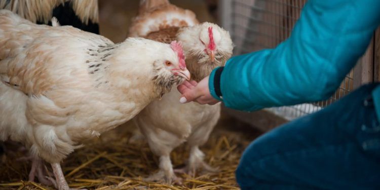 Surto de Influenza Aviária ativa plano de emergência zoossanitária em Goiás