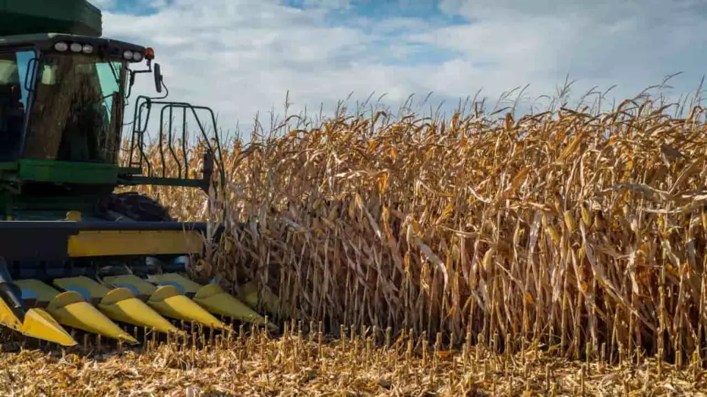 Temperaturas baixas desaceleram colheita do milho em estados produtores, aponta Conab