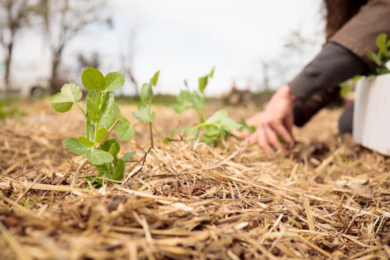 Agropecuária impulsiona economia com VBP estimado em R$ 1,5 trilhão em 2025 2 VBP da agropecuaria