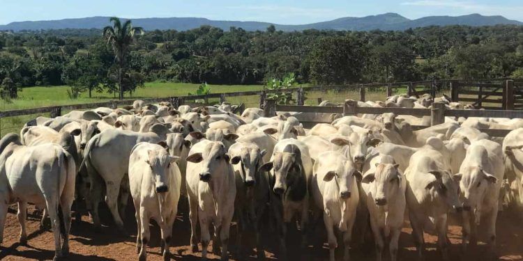 Vacinação contra raiva dos herbívoros é prorrogada em Goiás até 25 de junho