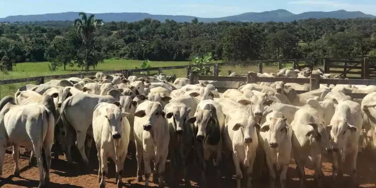 Vacinação contra raiva dos herbívoros é prorrogada em Goiás até 25 de junho