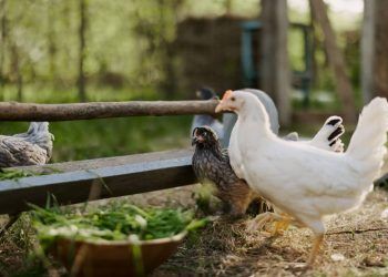 Vírus da influenza aviária é detectado em aves domésticas no Mato Grosso