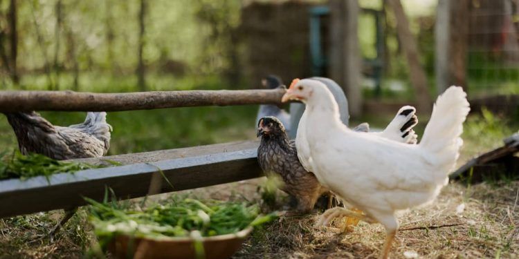 Vírus da influenza aviária é detectado em aves domésticas no Mato Grosso