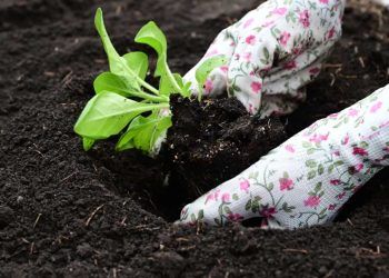 Zoneamento agrícola adota nova metodologia com foco no manejo do solo