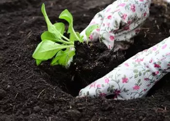 Zoneamento agrícola adota nova metodologia com foco no manejo do solo