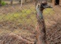 Zoológico de Brasília adia reabertura após nova suspeita de influenza aviária em ave exótica