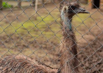 Zoológico de Brasília adia reabertura após nova suspeita de influenza aviária em ave exótica
