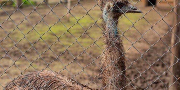 Zoológico de Brasília adia reabertura após nova suspeita de influenza aviária em ave exótica