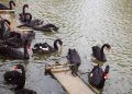 Zoológico de Goiás descarta gripe aviária em cisne negro encontrado morto