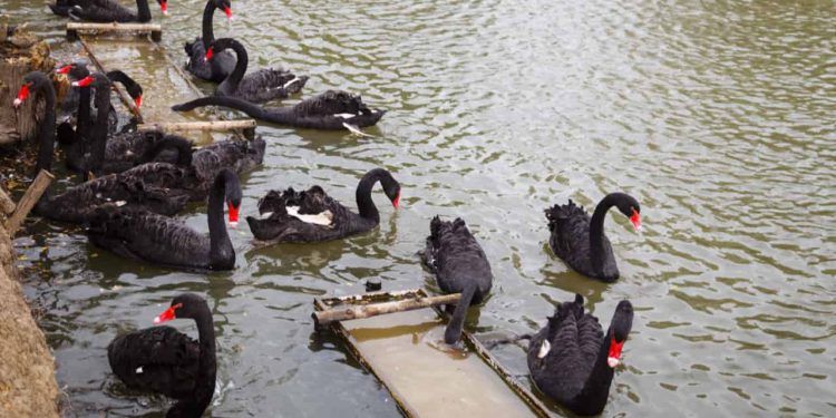 Zoológico de Goiás descarta gripe aviária em cisne negro encontrado morto