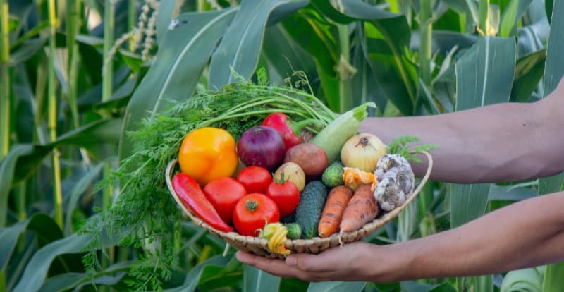Programa de Aquisição de Alimentos divulga ranking final das propostas 2 Agricultura familiar