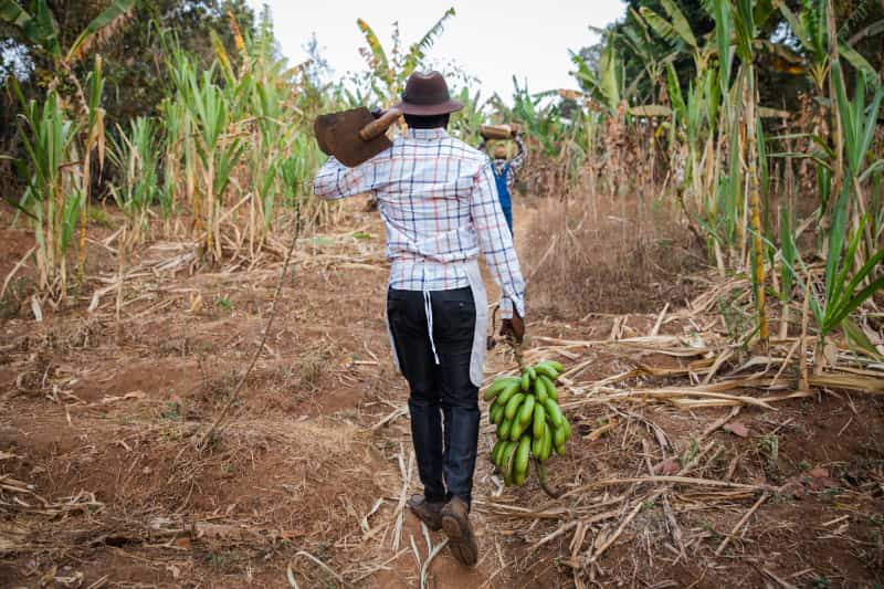 Selo do Sisbi impulsiona expansão de alimentos da agropecuária brasileira 2 Agropecuária brasileira