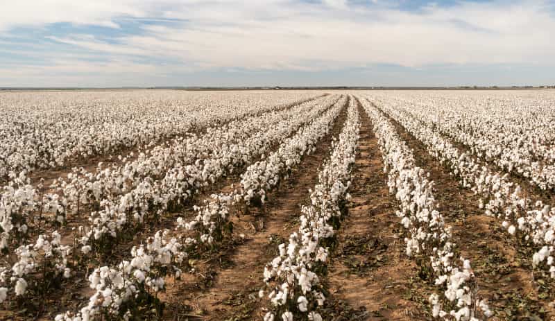 Produtores iniciam colheita de algodão sob pressão de preços baixos, aponta Abrapa 3 Algodão
