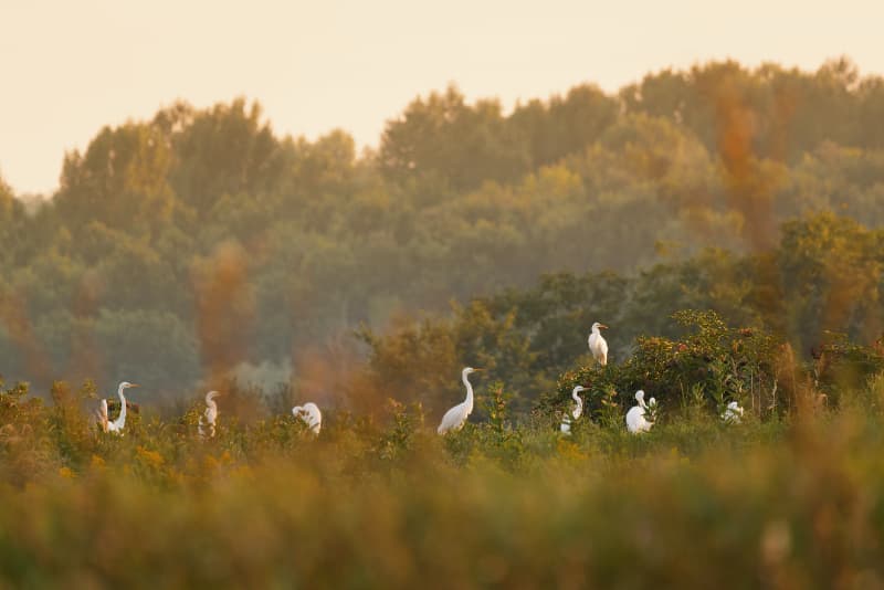 Brasil estabelece novo plano para preservação da biodiversidade 3 Biodiversidade