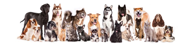 Nova lei cria mecanismos para fortalecer resposta a incêndios florestais 3 Cães e gatos