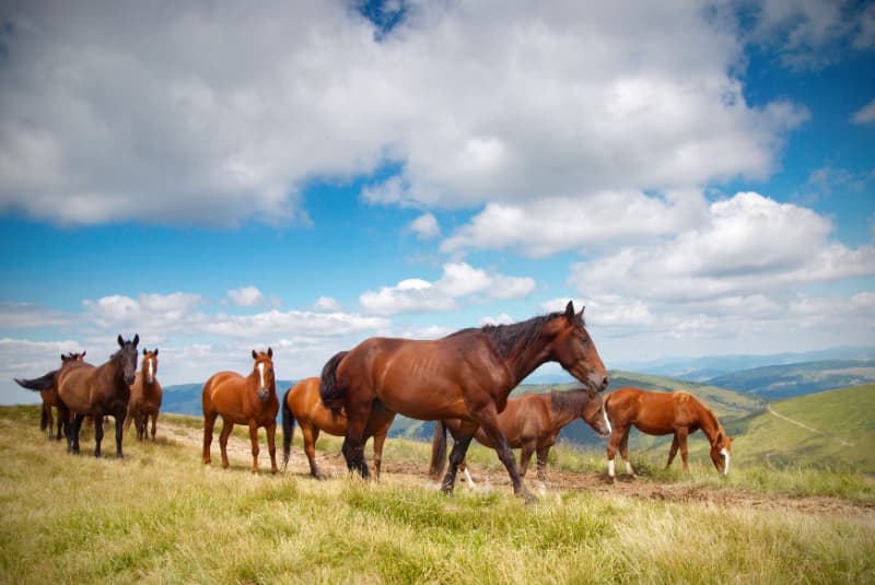Cavalos