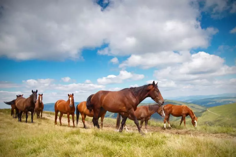 Cavalos