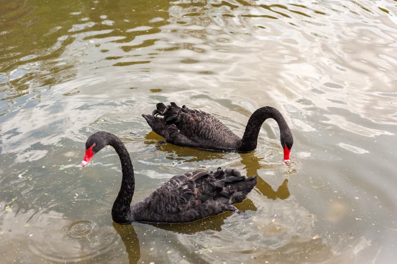 Zoológico de Goiás descarta gripe aviária em cisne negro encontrado morto 2 Cisne negro