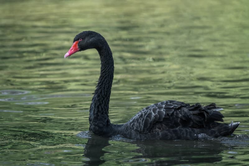 Goiás investiga morte de cisne negro com suspeita de gripe aviária em zoológico 2 Cisne negro