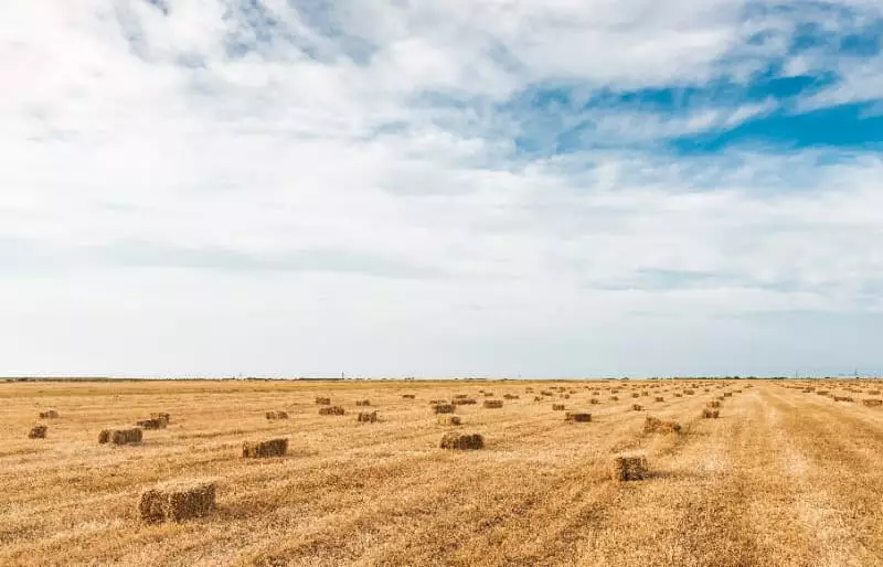 Chuvas e clima seco impactam avanço da safra 24/25 em diferentes regiões 2 Clima seco