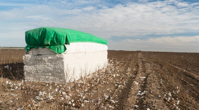 Produtores iniciam colheita de algodão sob pressão de preços baixos, aponta Abrapa 2 Colheita de algodão