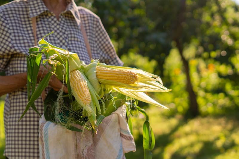 Temperaturas baixas desaceleram colheita do milho em estados produtores, aponta Conab 2 Colheita de milho