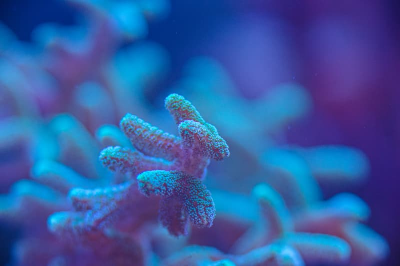 Coral