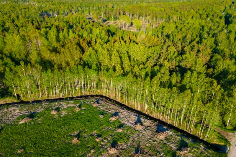 Fundo Amazônia libera R$ 825 milhões para ações de controle do desmatamento 3 Desmatamento no Brasil