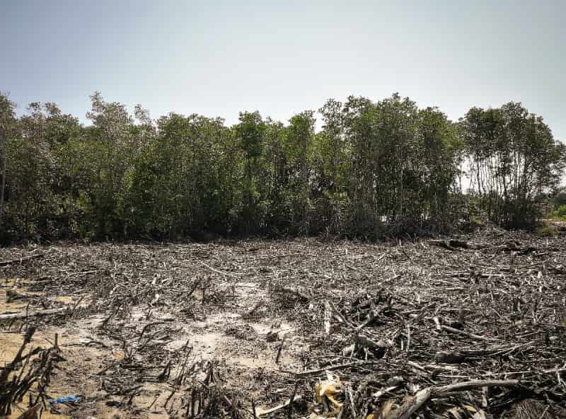 Fundo Amazônia libera R$ 825 milhões para ações de controle do desmatamento 2 Desmatamento