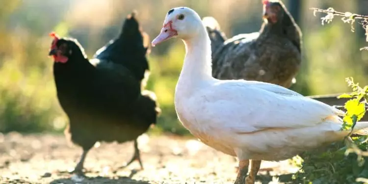Emergência zoossanitária