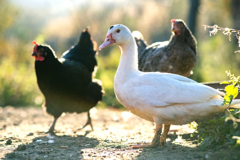 Mato Grosso entra em emergência zoossanitária por surto de influenza aviária 2 Emergência zoossanitária