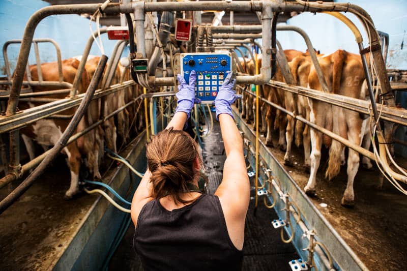 Exportações de gado vivo avançam e podem alcançar 1,5 milhão de cabeças em 2025 3 Gados