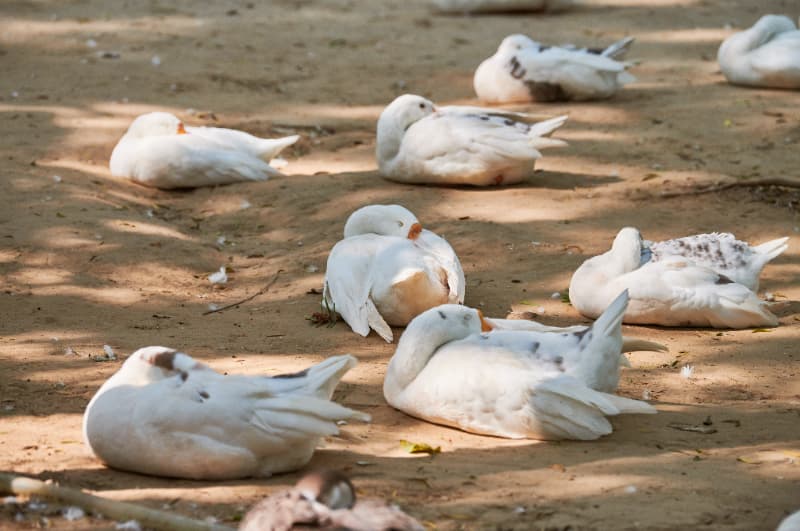 Zoológico de Brasília confirma caso de gripe aviária em aves silvestres 3 Gripe aviária