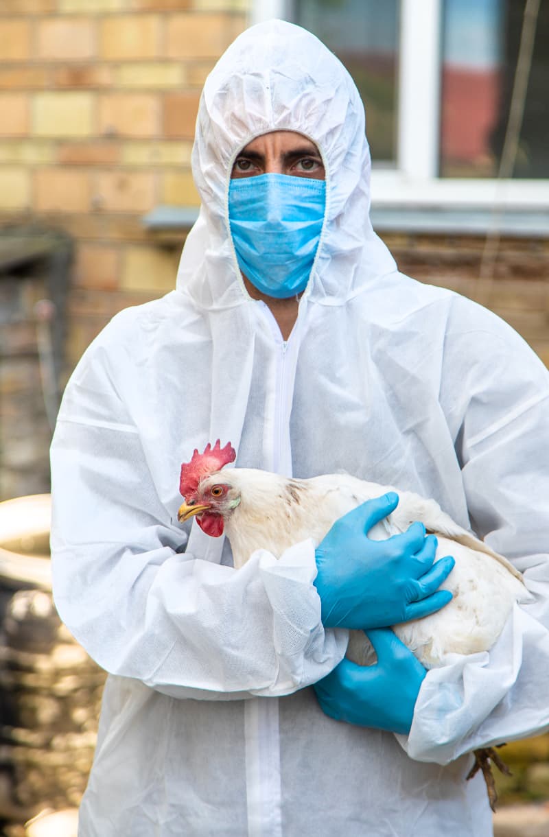 Gripe aviária em humanos: sintomas, contágio e como se proteger 2 Gripe aviária em humanos