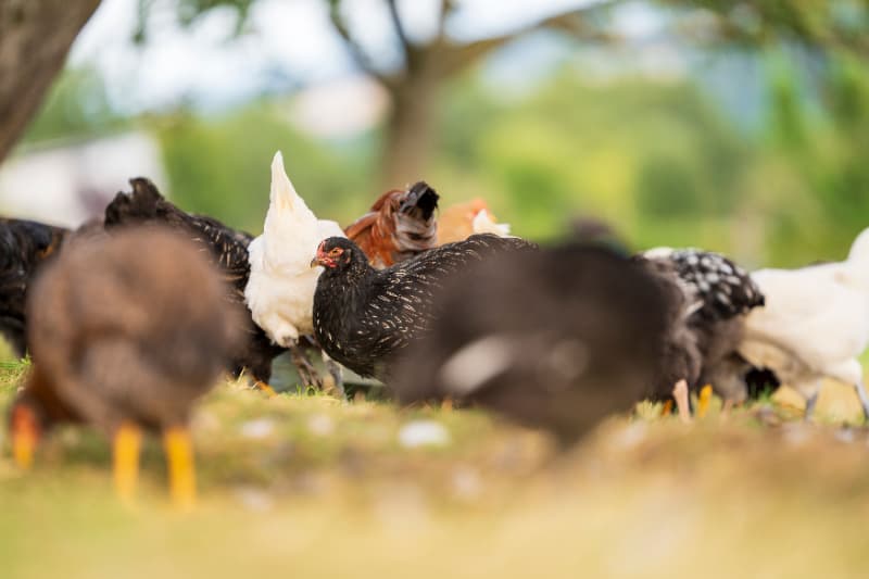 Vírus da influenza aviária é detectado em aves domésticas no Mato Grosso 3 Gripe aviária no MT