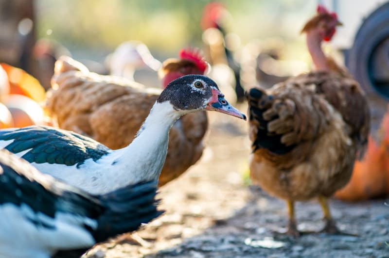 Zoológico de Goiás descarta gripe aviária em cisne negro encontrado morto 3 Influenza aviária