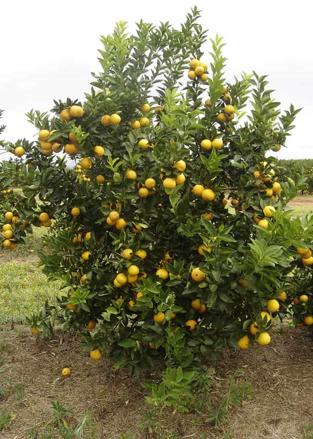 Brasil lança variedades de laranjeira-doce com colheita antecipada e alto padrão de suco 2 Laranja doce